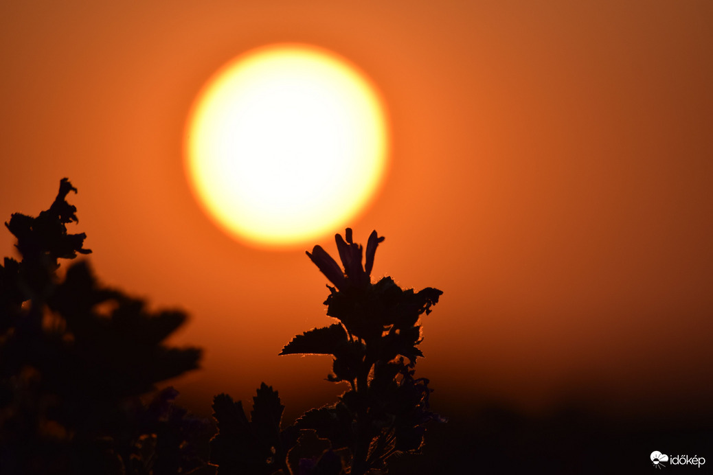 Lemenő nap & virágok 3