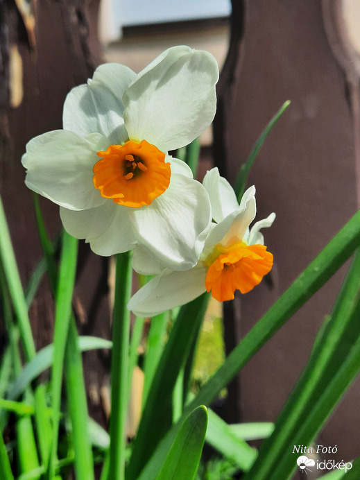 Nárcisz 2