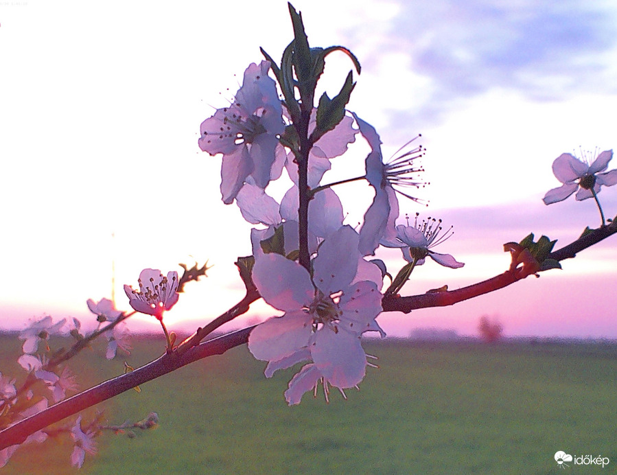 Barackfa virága a naplementében 3