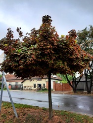 Borongós ősz Dévaványán