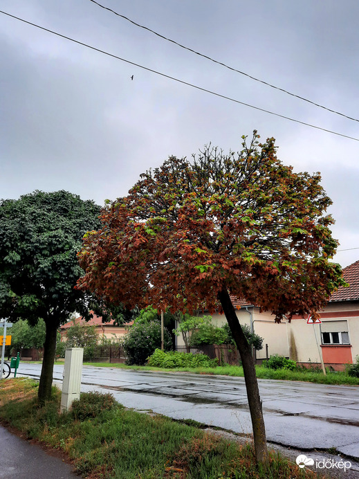 Borongós ősz Dévaványán