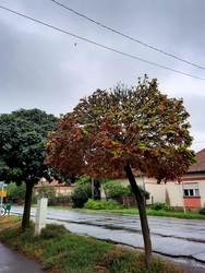 Borongós ősz Dévaványán