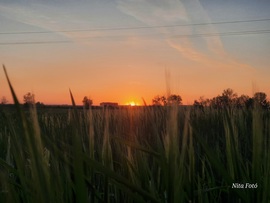 Lemenő nap a kalászok között 1