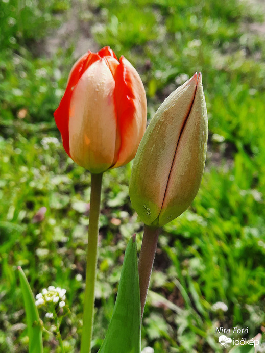 Tulipánok