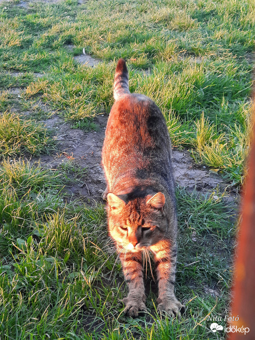Élvezem a napfényt!  :)