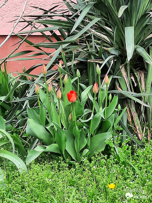 Nyílnak már a tulipánok is! :)