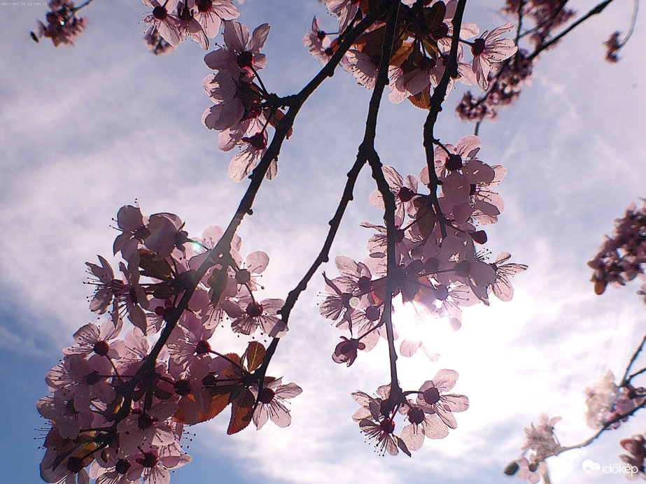 Vérszilvafa virágai 2