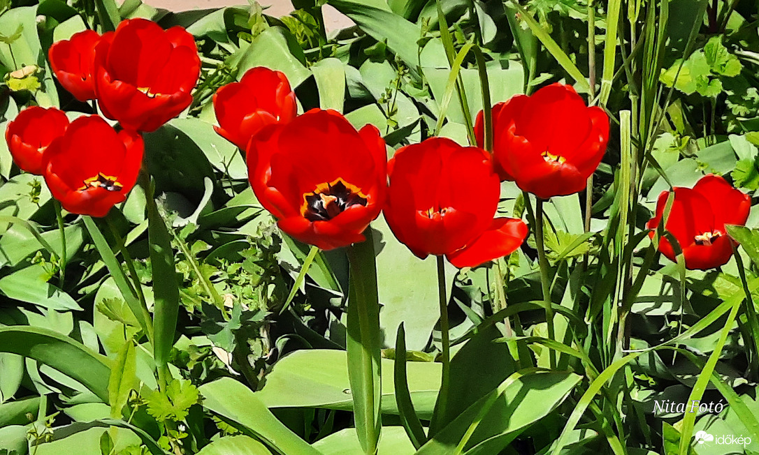 Tulipánok a kertben 