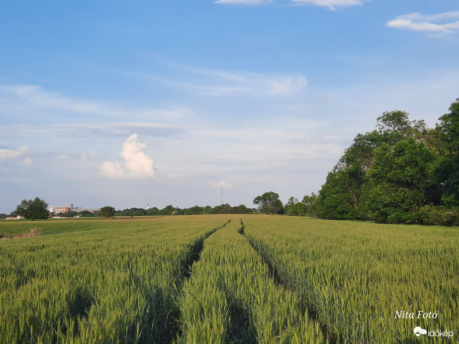 Út a végtelenségbe, a kalászmezőkön át...  2 (Samsung Galaxy A51)