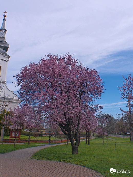 Vérszilvafa a parkban 2
