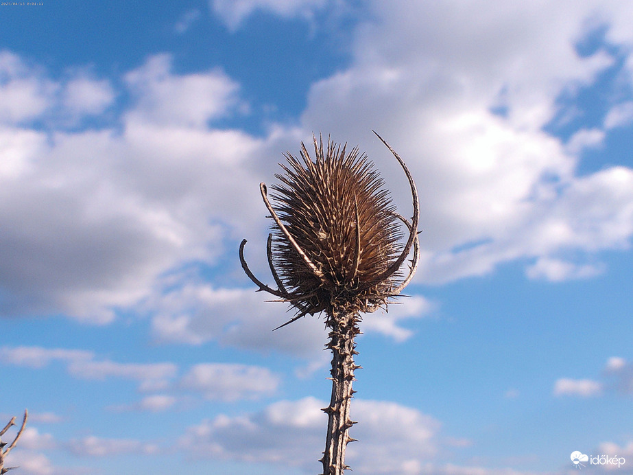 Bogáncs a határban