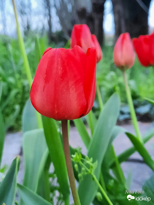 Piros Tulipán