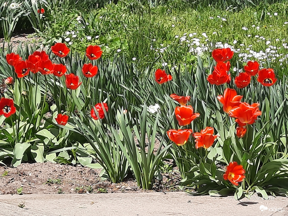 Piros Tulipánok a kertben