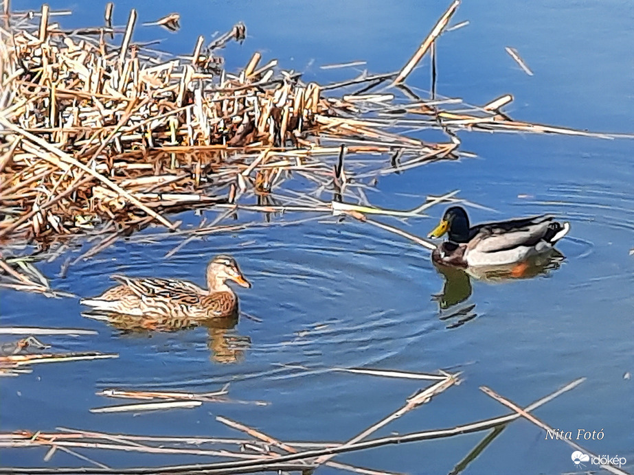 Vadkacsák a holtágon 1