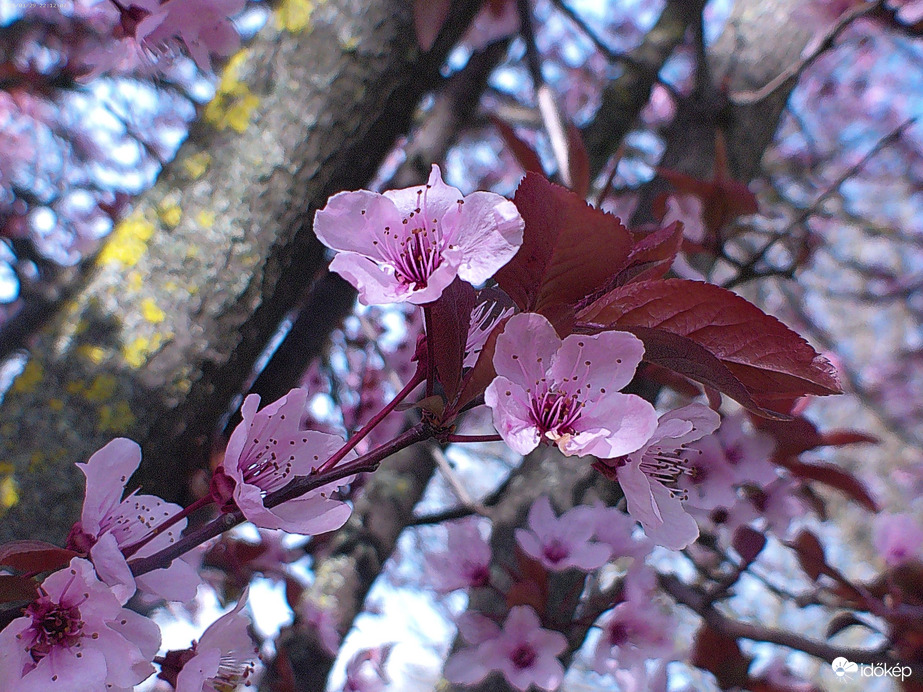 Vérszilvafa virágai 1