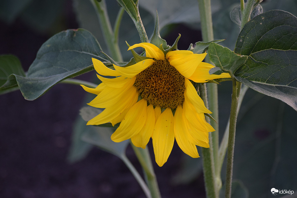 Kinyílt a napraforgó