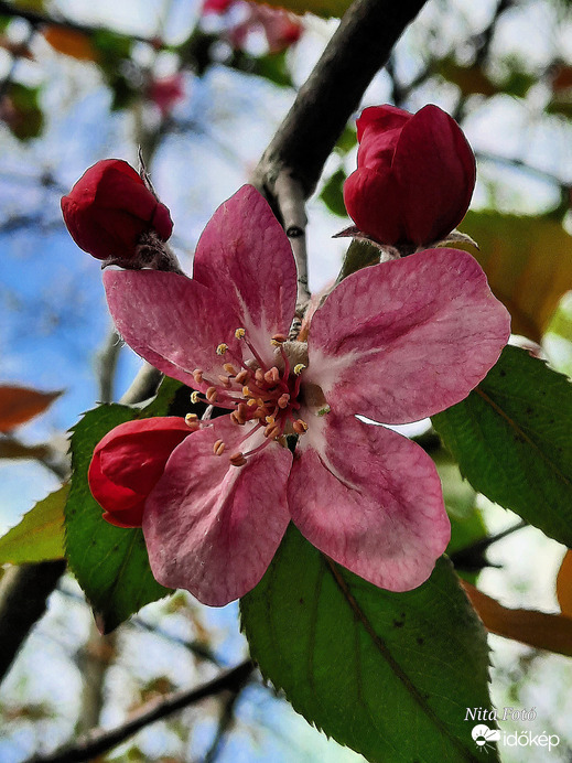 Malus Hopa Díszalma virága