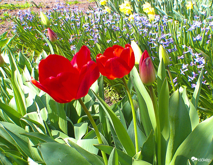 Tulipánok 5