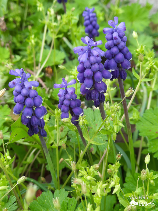 Örmény Gyöngyike 2