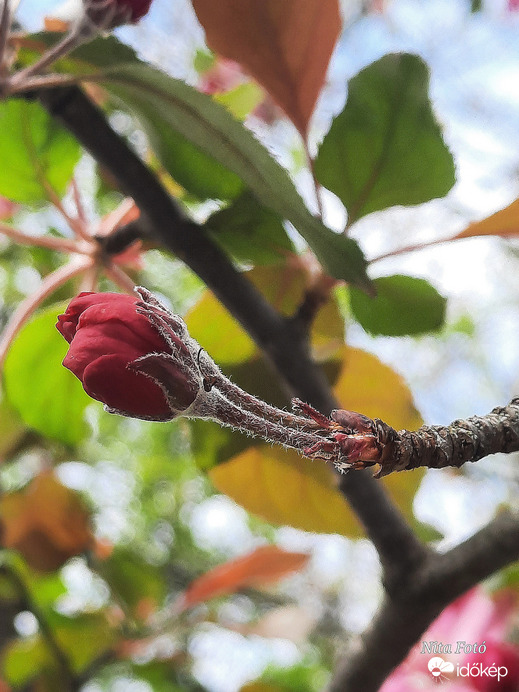 Malus Hopa Díszalma bimbója