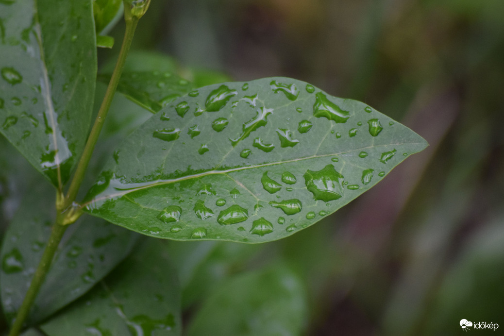 Eső után Dévaványán 3