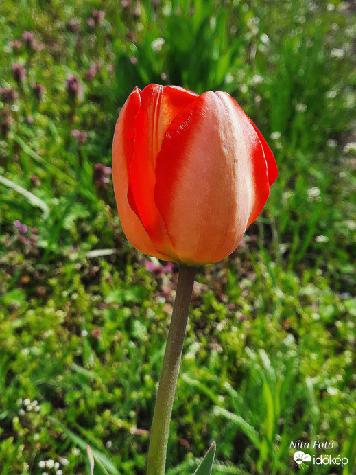Tulipán