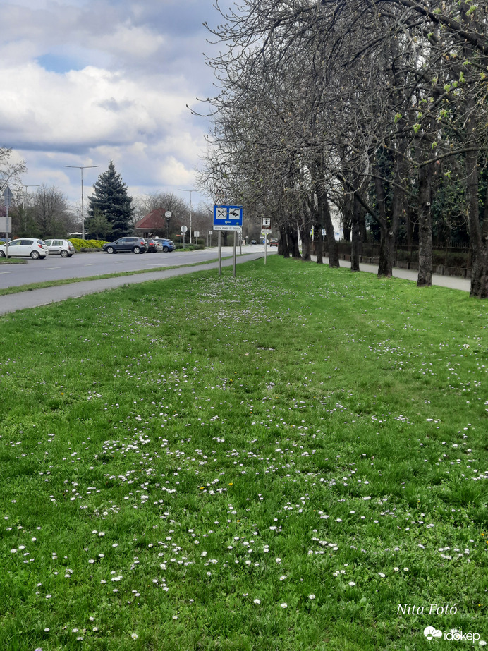 Százszorszép mező Gyomaendrődön 2