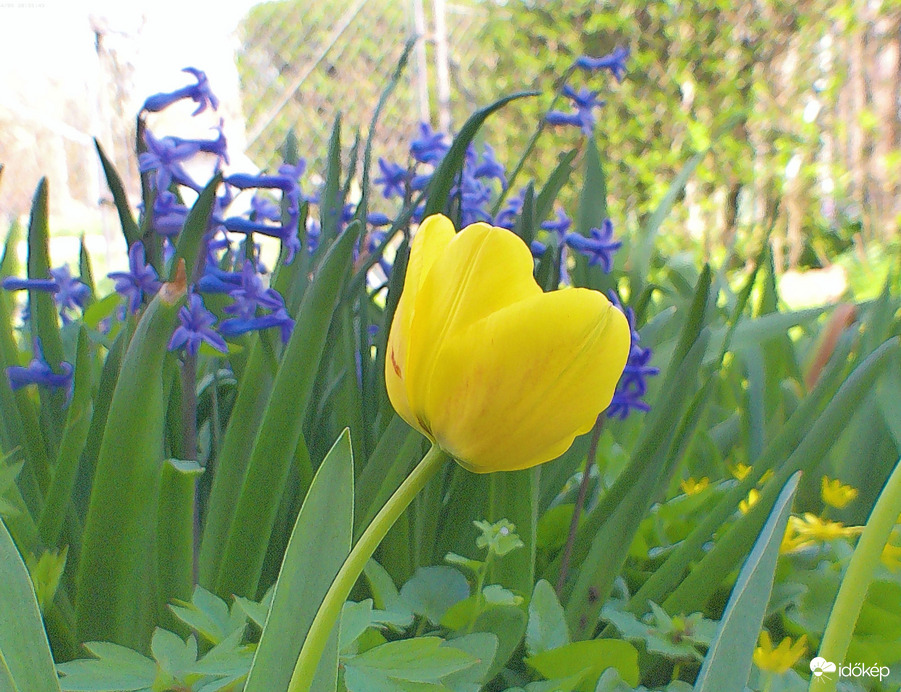 Tulipán 2