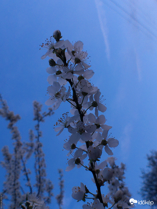 Barackfa virágai és az esti kék ég! :)