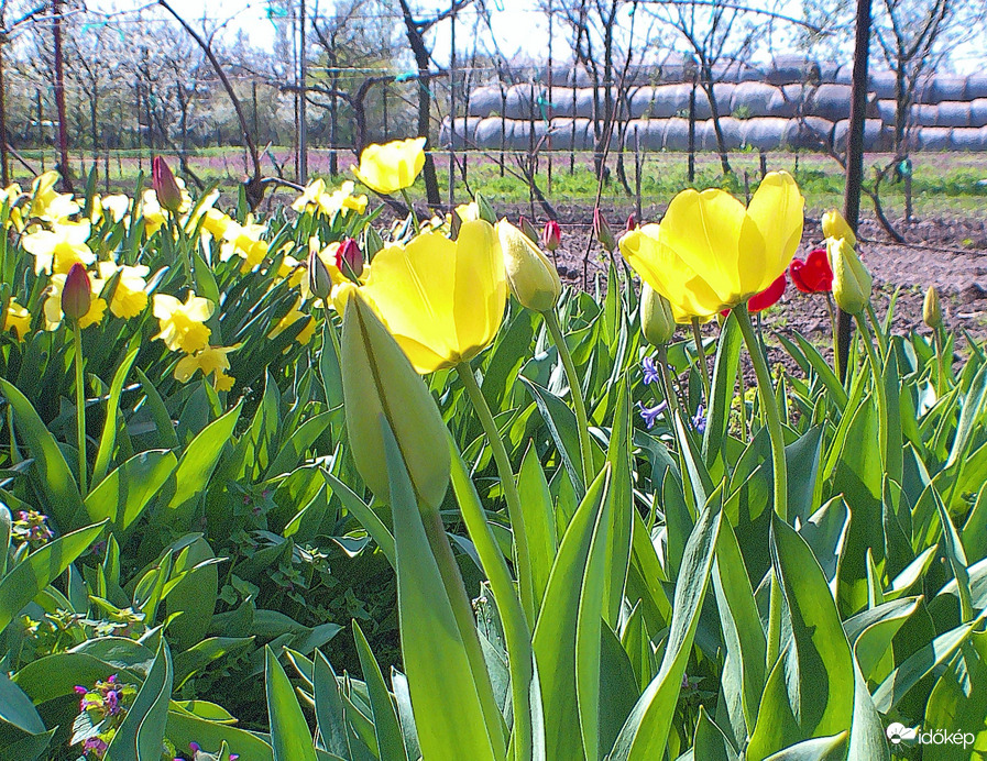 Tulipánok 3