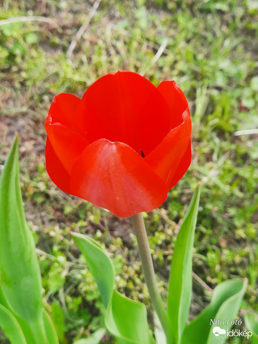 Tulipán a kertben