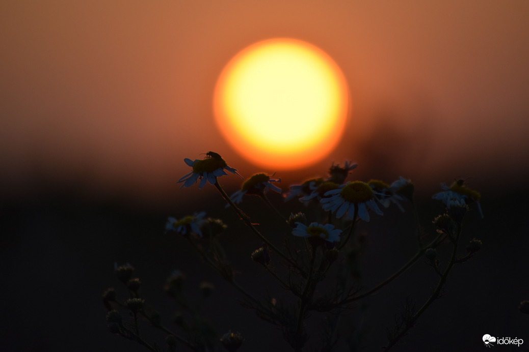 Lemenő nap & virágok 7