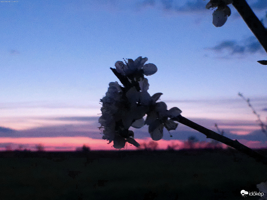 Naplemente utáni színek & virágok