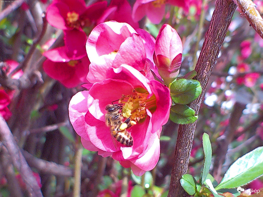 Maja és a Japánbirs! :)