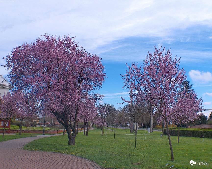 Vérszilvafa a parkban 1