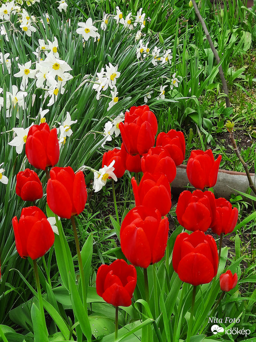 Tulipán & Nárcisz özön 1