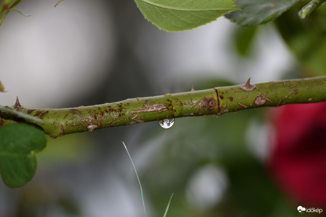 Eső után Dévaványán 2