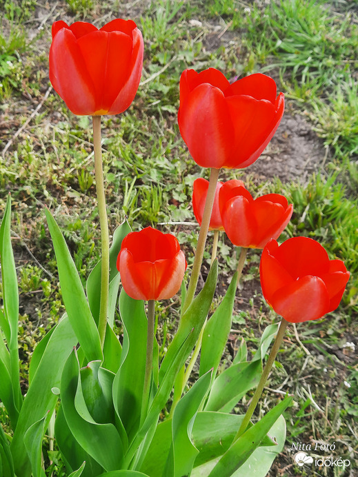 Tulipánok a kertben 3