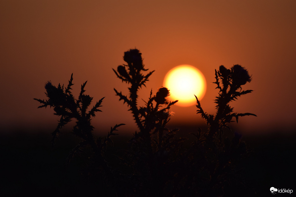 Lemenő nap & virágok 6
