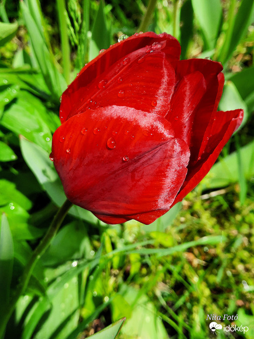 Eső utáni tulipán