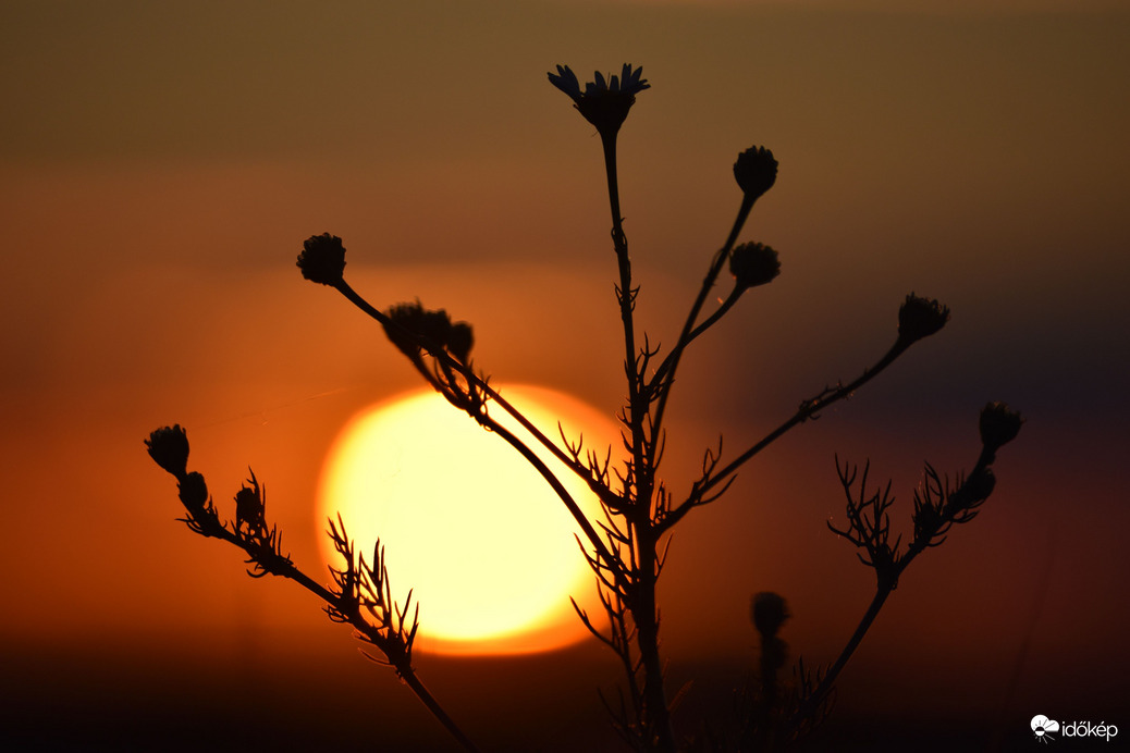 Lemenő nap & virág 
