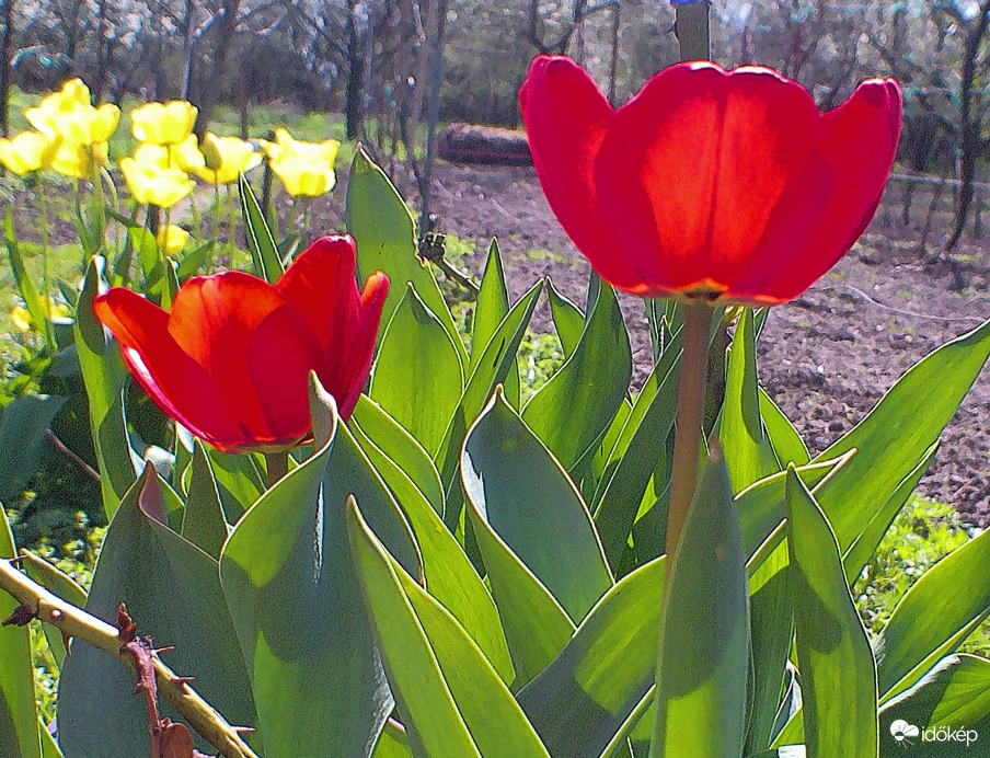 Tulipánok 2