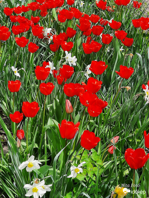 Tulipán özön 4