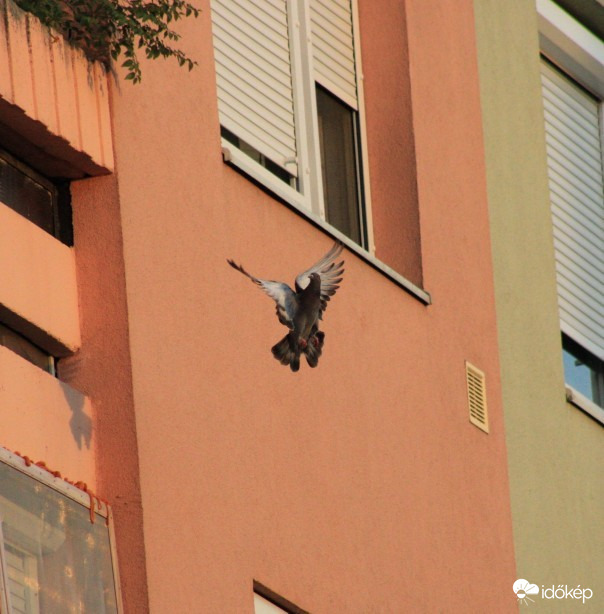 Hódmezővásárhely