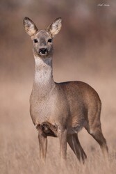 Hódmezővásárhely