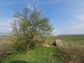 Borszörcsök
