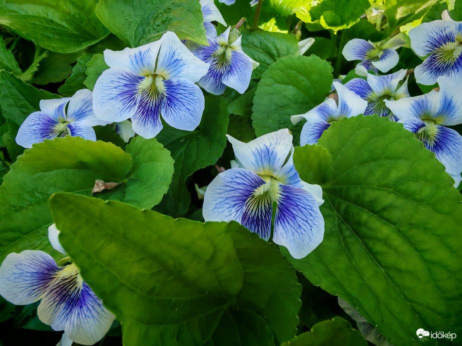 Melirozott ibolya