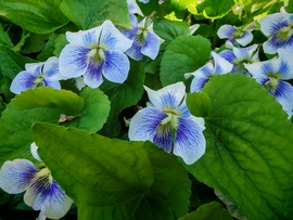 Melirozott ibolya