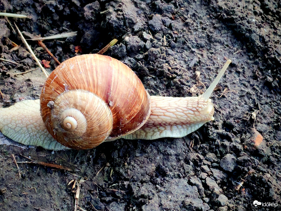 Az egyszarvú