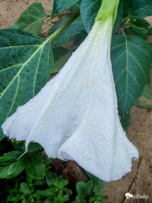 Sok eső után